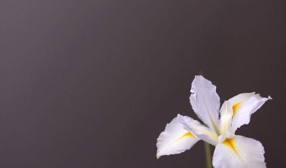 思維活躍 自帶文藝氣質的星座,適合從事藝術創作