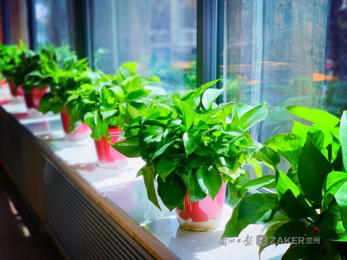 蘭州復(fù)工復(fù)產(chǎn)進(jìn)行時(shí),與你在浪漫的社區(qū)書店邂逅